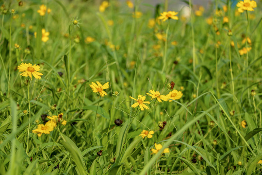 草丛里的小黄花
