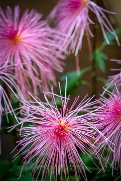 菊花金丝菊