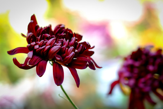 深红菊花