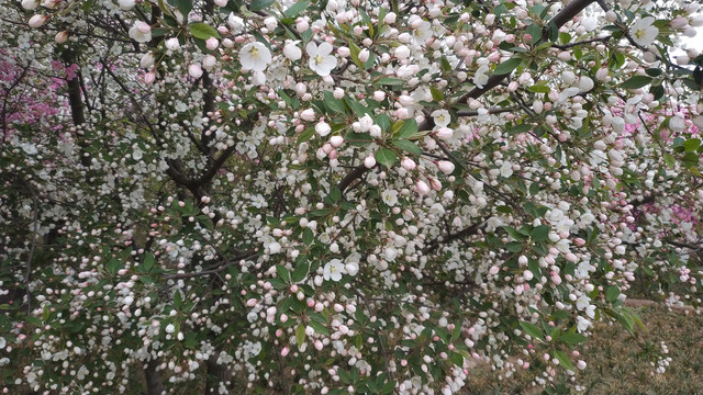 繁花海棠花