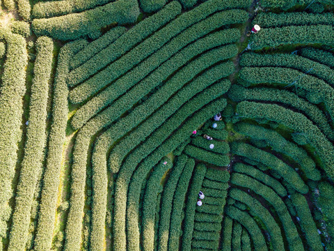 航拍杭州西湖龙井茶叶基地