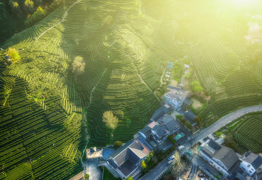 航拍杭州西湖龙井茶山