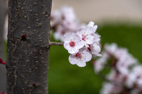 樱花