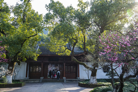 超山梅花园