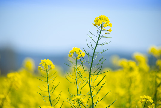 油菜花