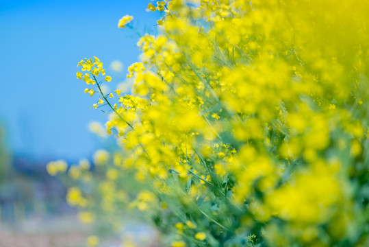 油菜花田