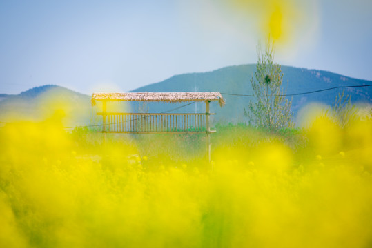 油菜花田