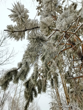 阳春白雪