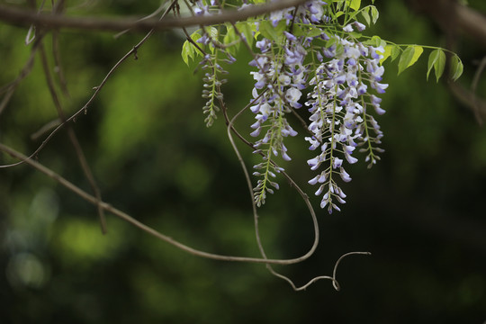 紫藤花开