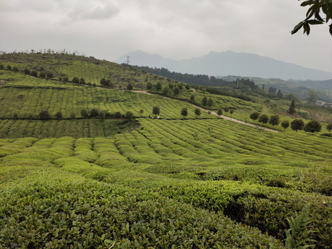 茶园背景