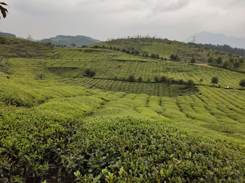 茶园茶山