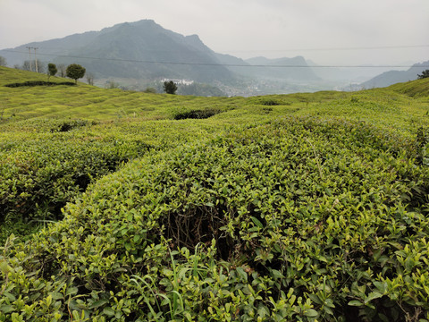 高山茶场