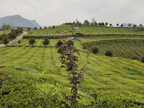 茶园背景