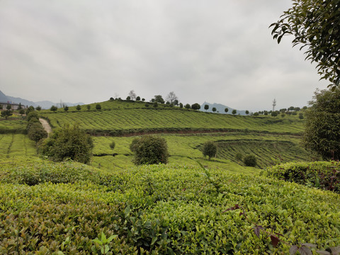 高山绿茶