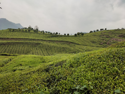 高山茶场