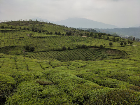 茶树与茶叶