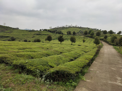 高山绿茶