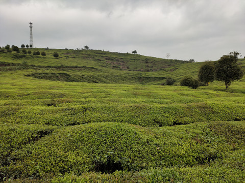 高山茶场