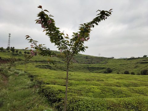 茶园里的樱花树