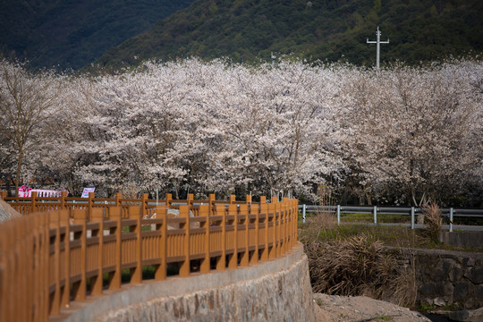 樱花园