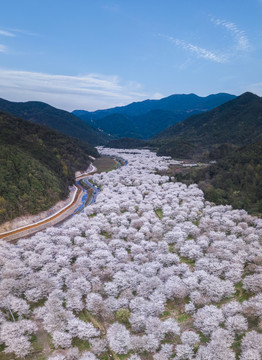 樱花谷