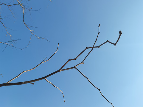 枯树