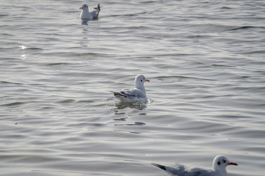 青海西台吉乃尔湖上的鸟类