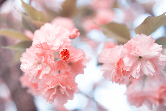 樱花