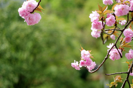 樱花