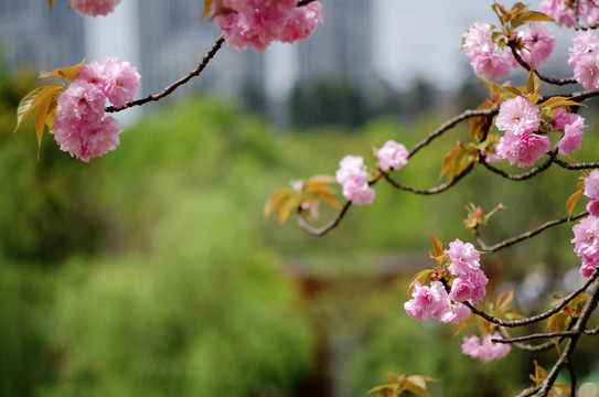 樱花