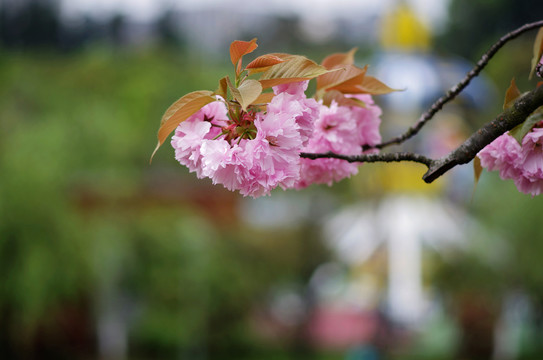 樱花