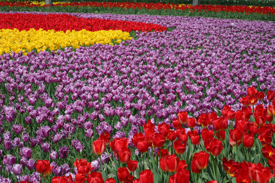 郁金香花海