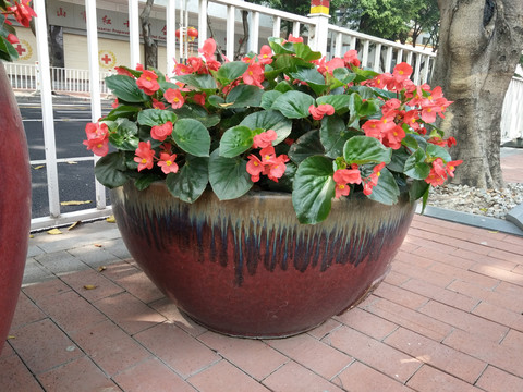 小红花