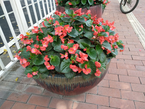小红花