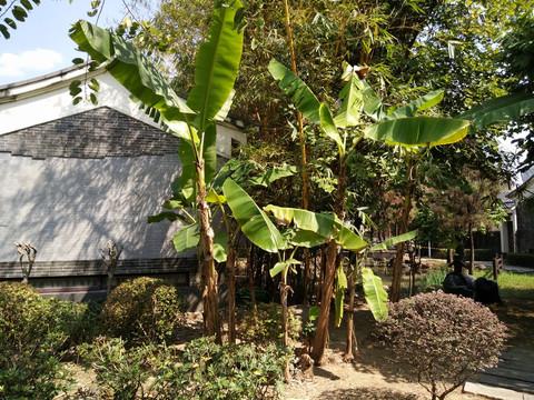 香蕉