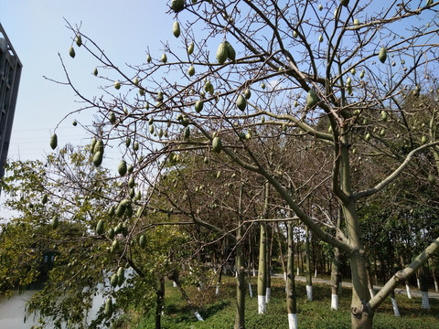 木棉树