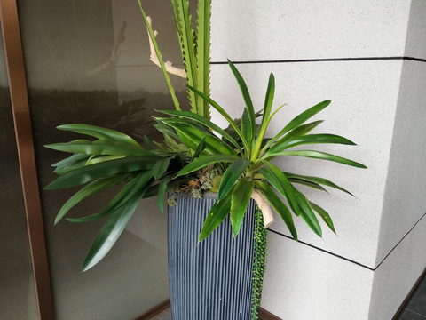 剑叶花