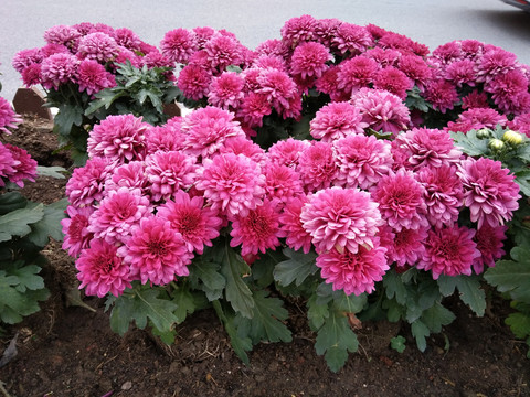 菊花