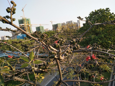 木棉花