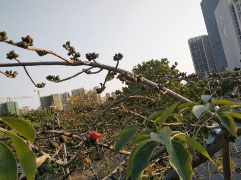 木棉花