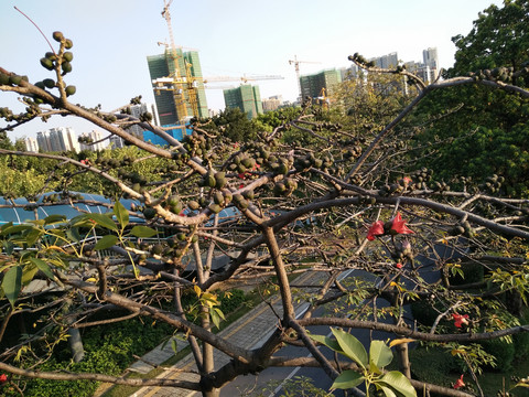 木棉花