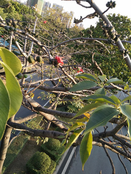 木棉花