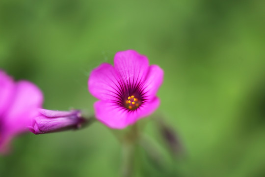 红花酢浆草