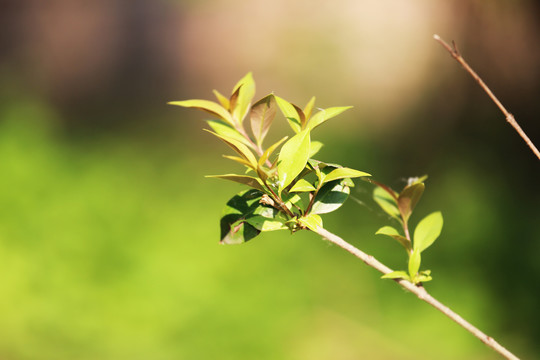 绿叶嫩芽发芽