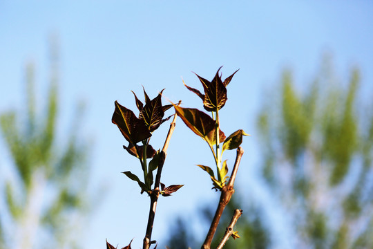 绿叶嫩芽发芽