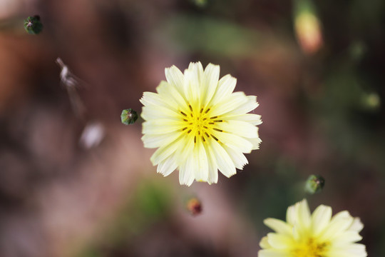 翅果菊