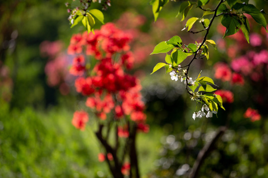 杜鹃花