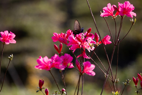 杜鹃花