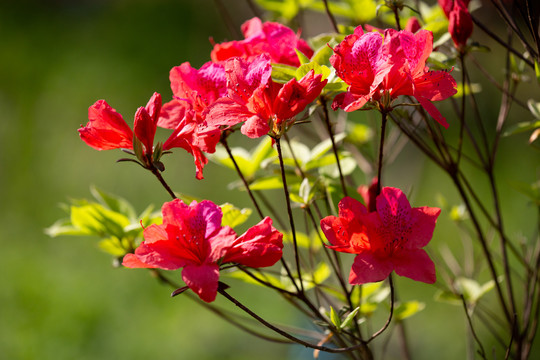 杜鹃花