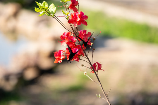 蝶恋花